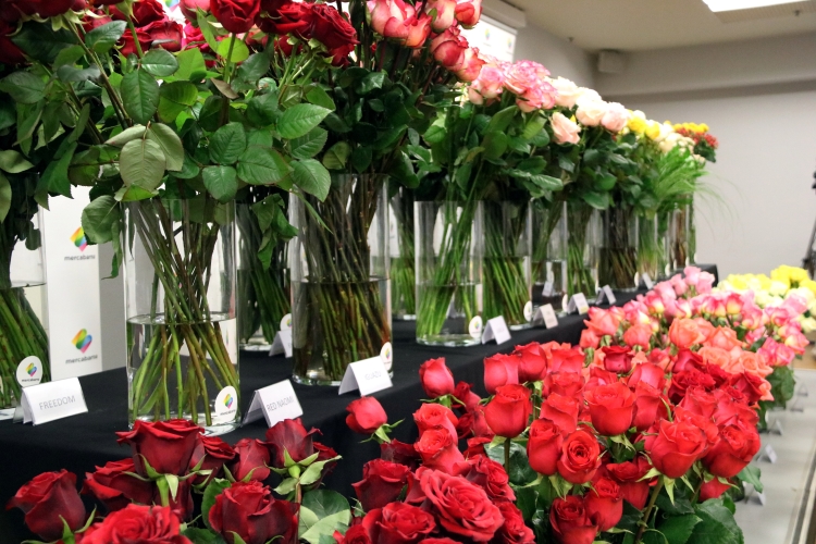 Different colors of Sant Jordi roses at Mercabarna-flor wholesalers on April 21, 2022